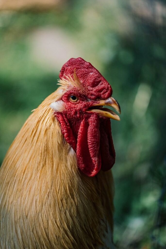 Catskill Animal Sanctuary - Travis