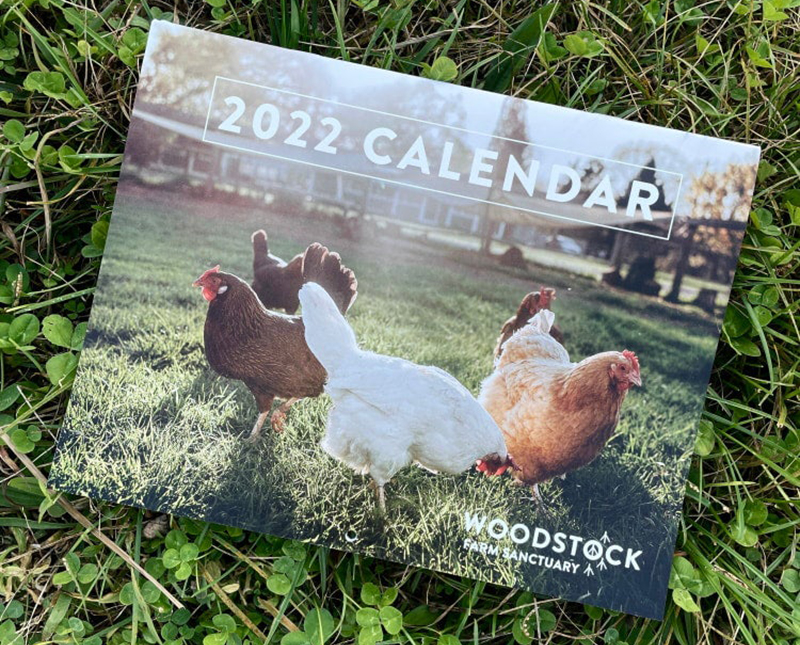 Woodstock Farm Sanctuary Calendar in the grass